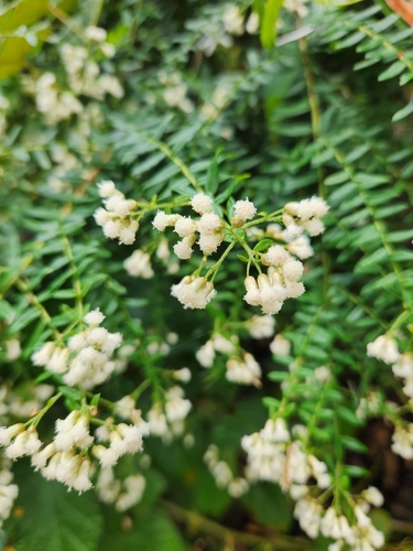 Ozothamnus rufescens observed 2024-09-12