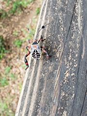 Pachylis acutangulus