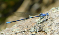 Argia munda