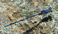 Argia munda