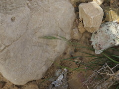 Dichanthium annulatum