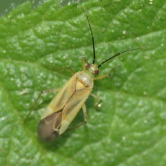 Plagiognathus longipennis