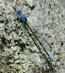 Argia munda