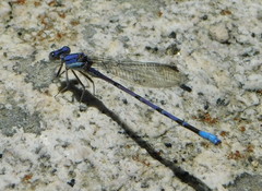 Argia munda
