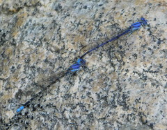 Argia munda