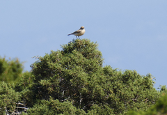 Oenanthe melanoleuca