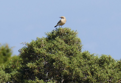 Oenanthe melanoleuca