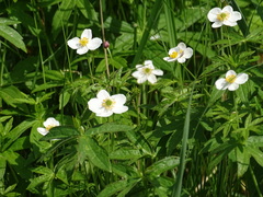 Anemonastrum dichotomum