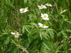 Anemonastrum dichotomum