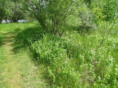 Anemonastrum dichotomum