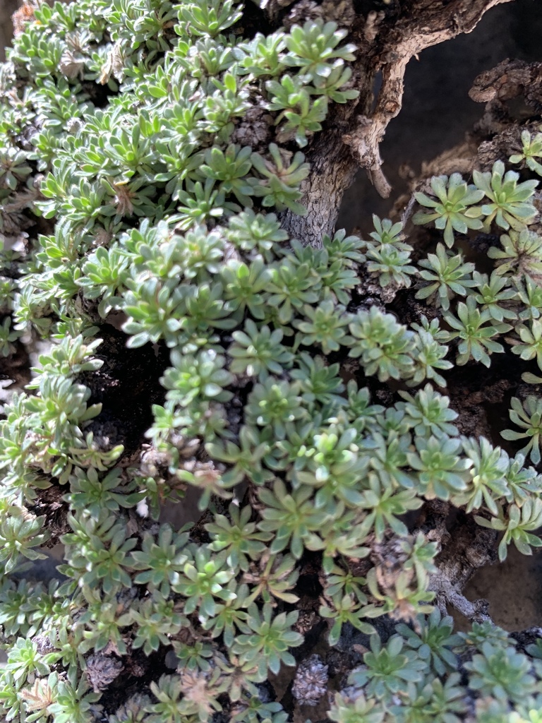 mat rock spiraea from Humboldt-Toiyabe National Forest, Las Vegas, NV ...