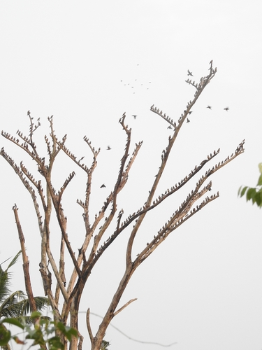 Chestnut-tailed Starling (Sturnia malabarica), photo 10