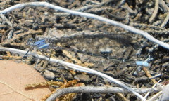 Argia munda
