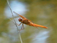 Libellula saturata