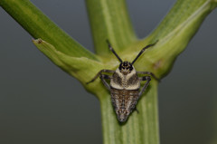 Parorgerius platypus