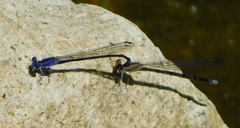 Argia funebris