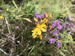 Hypericum pulchrum