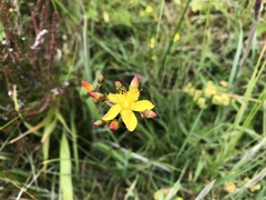 Hypericum pulchrum