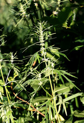 Leonurus glaucescens