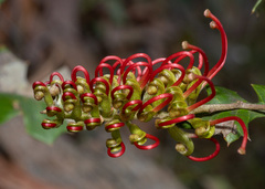 Grevillea steiglitziana, photograph (c) Eamonn Culhane, some rights reserved (CC BY)