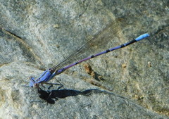 Argia munda