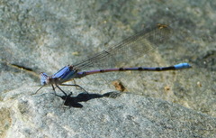 Argia munda