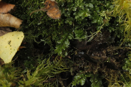 River Thyme Moss (Pseudobryum cinclidioides)