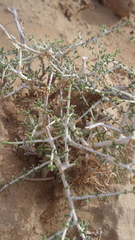 Plocama aucheri