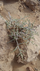 Plocama aucheri