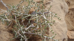 Plocama aucheri