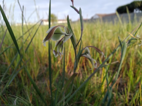 Image of Gladiolus orchidiflorus by (c) De Waal Hugo, some rights reserved (CC BY)