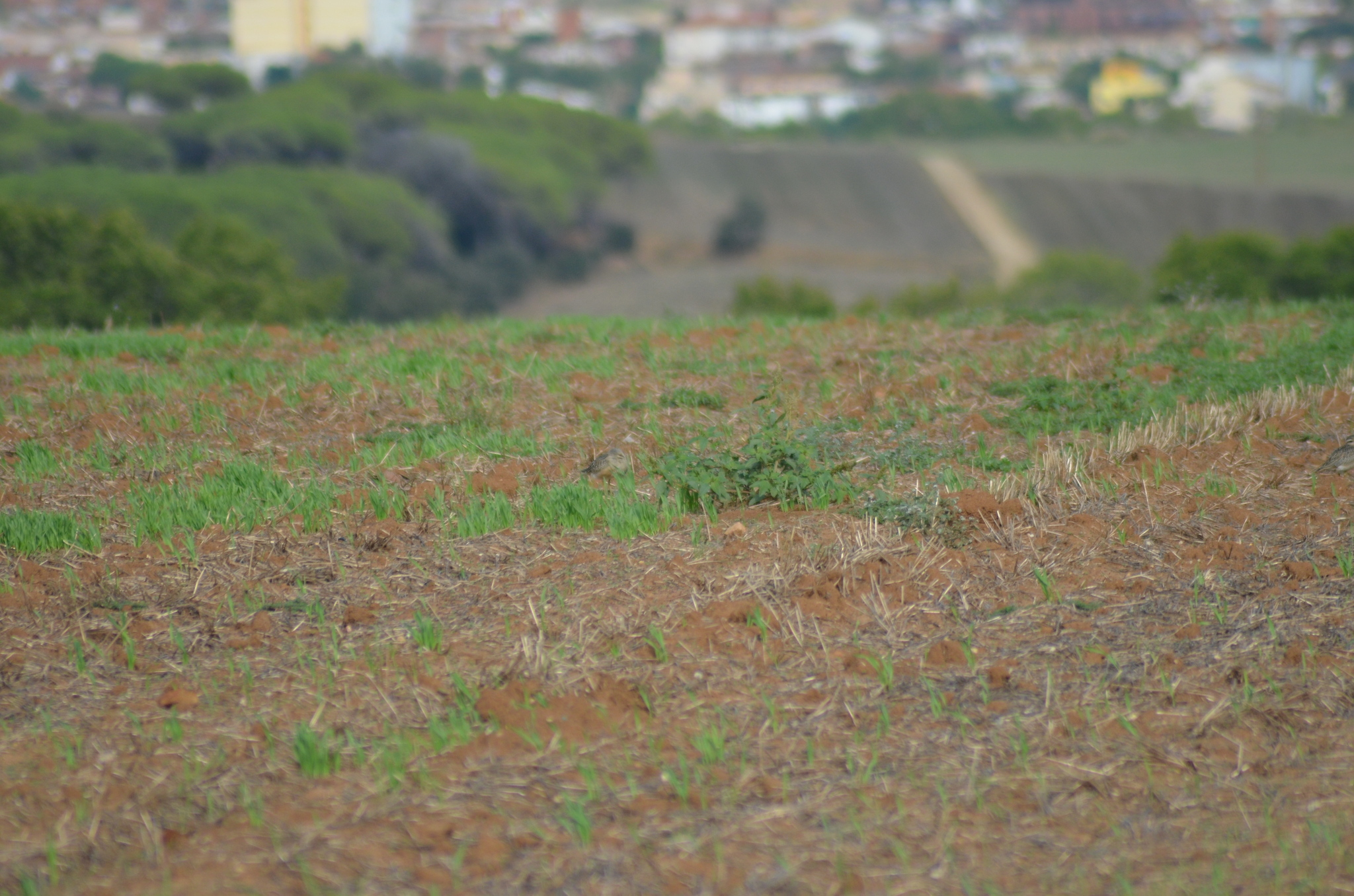 Eurasian Dotterel