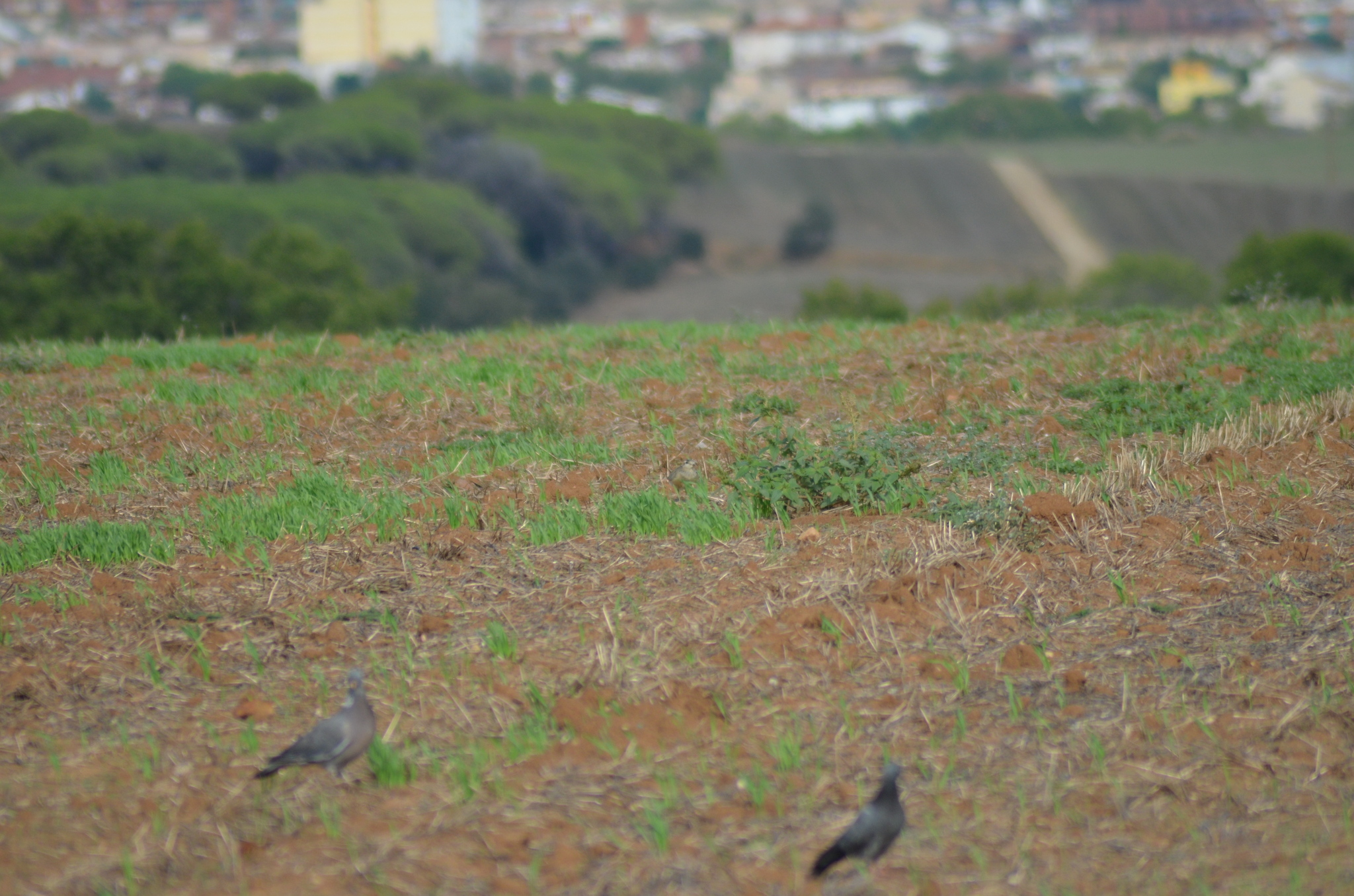 Eurasian Dotterel