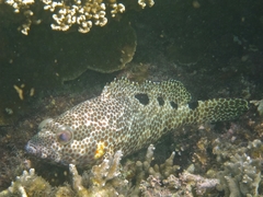 Epinephelus spilotoceps