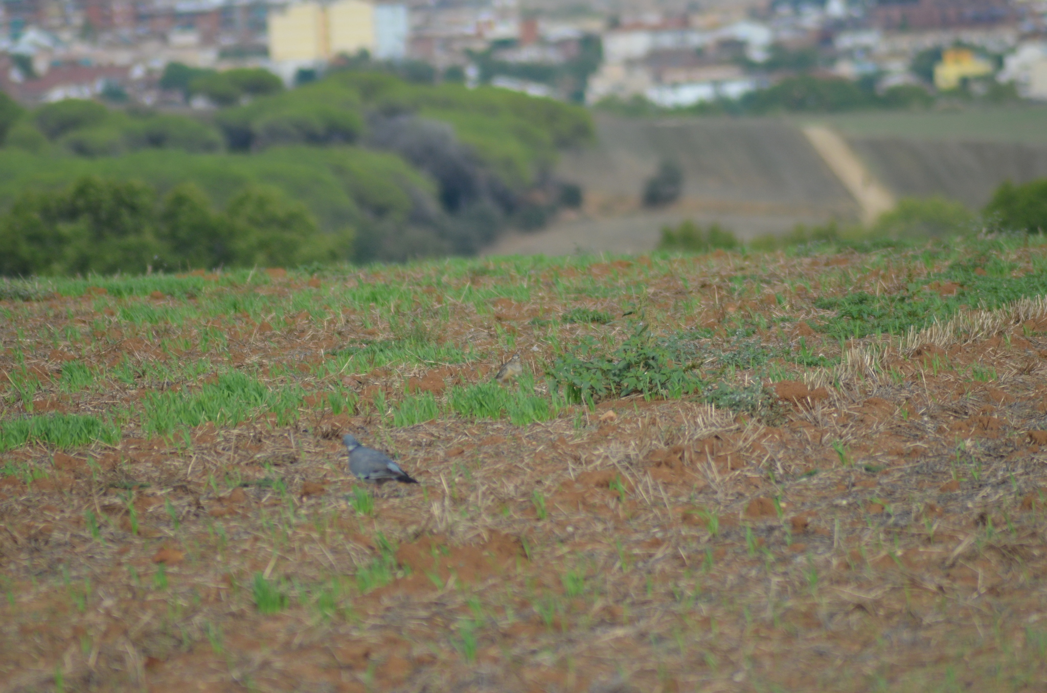 Eurasian Dotterel