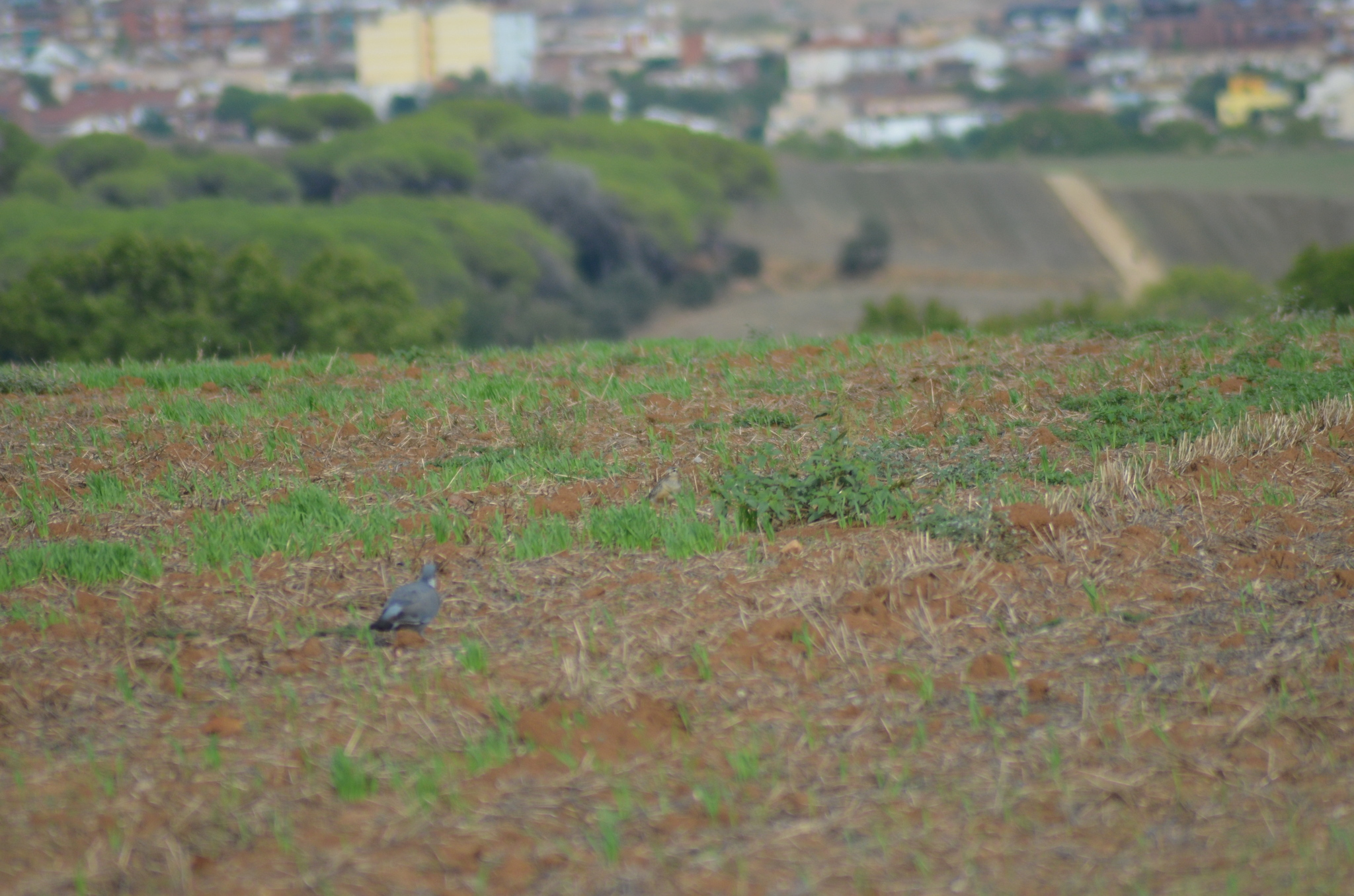 Eurasian Dotterel