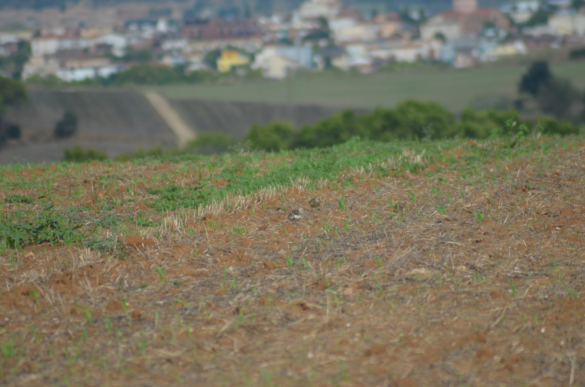 Eurasian Dotterel