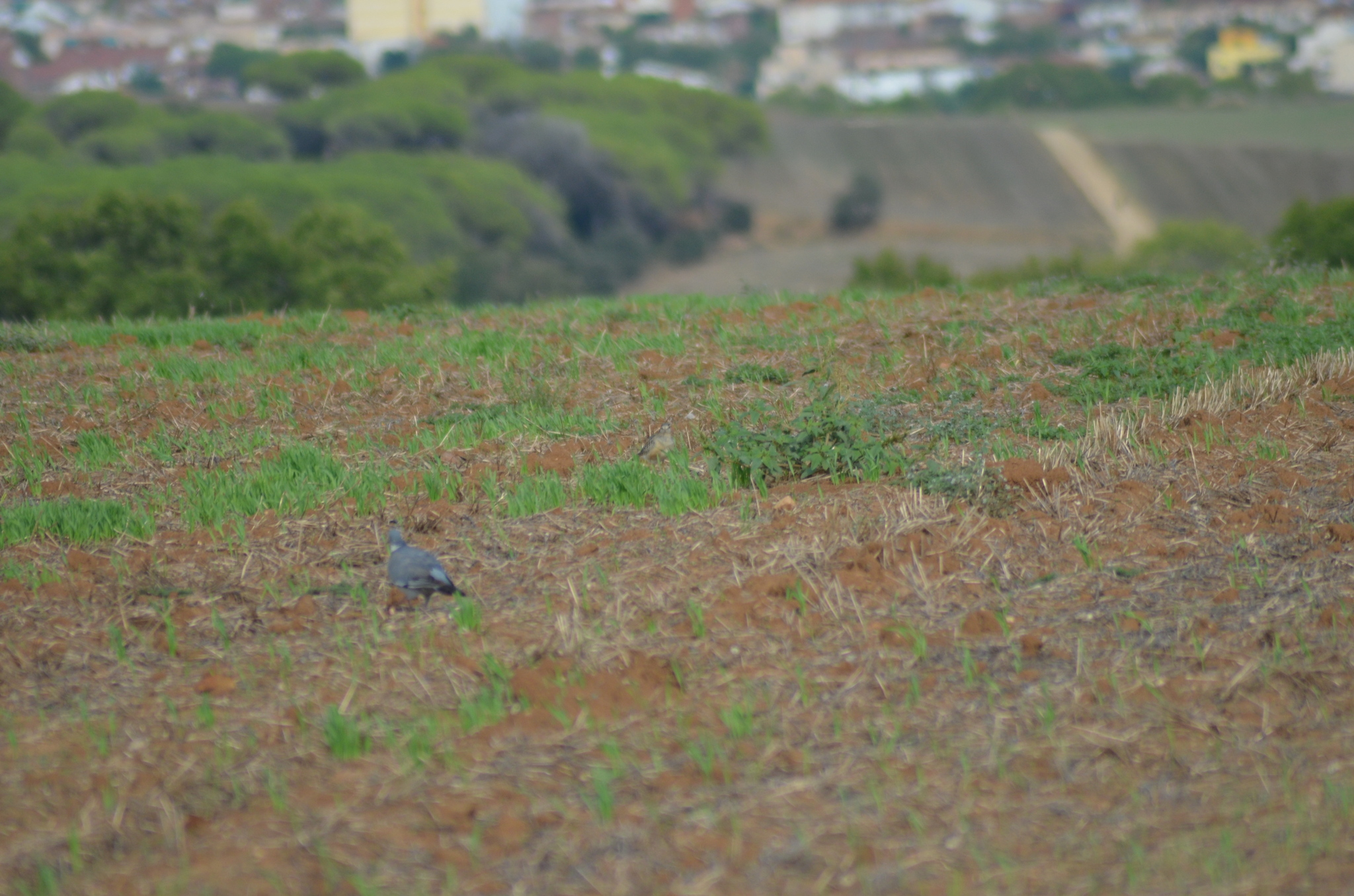 Eurasian Dotterel