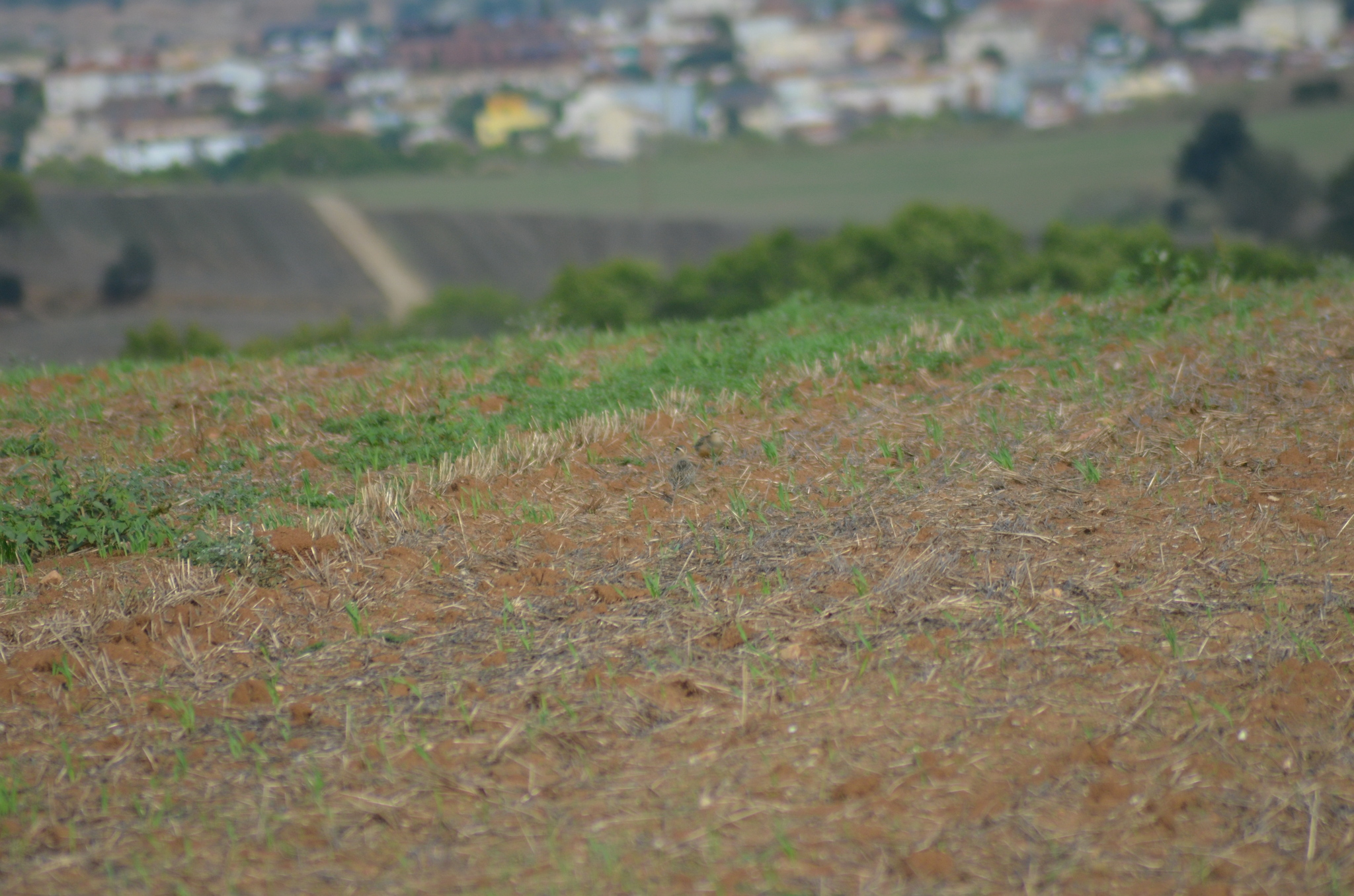 Eurasian Dotterel