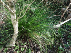 Carex uncinata