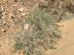 Haloxylon salicornicum