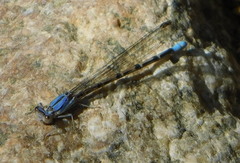 Argia munda
