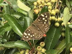 Pararge aegeria