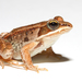Wood Frog - Photo (c) Brian Gratwicke, some rights reserved (CC BY)