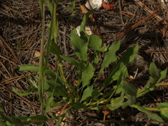 Grindelia greenmanii