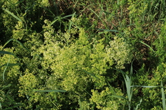 Galium × pomeranicum