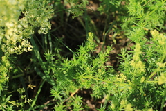 Galium × pomeranicum