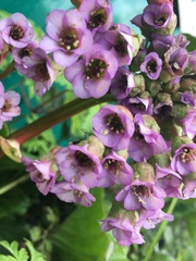 Bergenia crassifolia