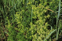 Galium × pomeranicum