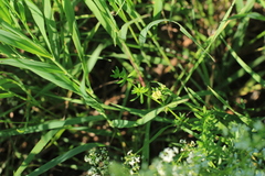 Galium × pomeranicum
